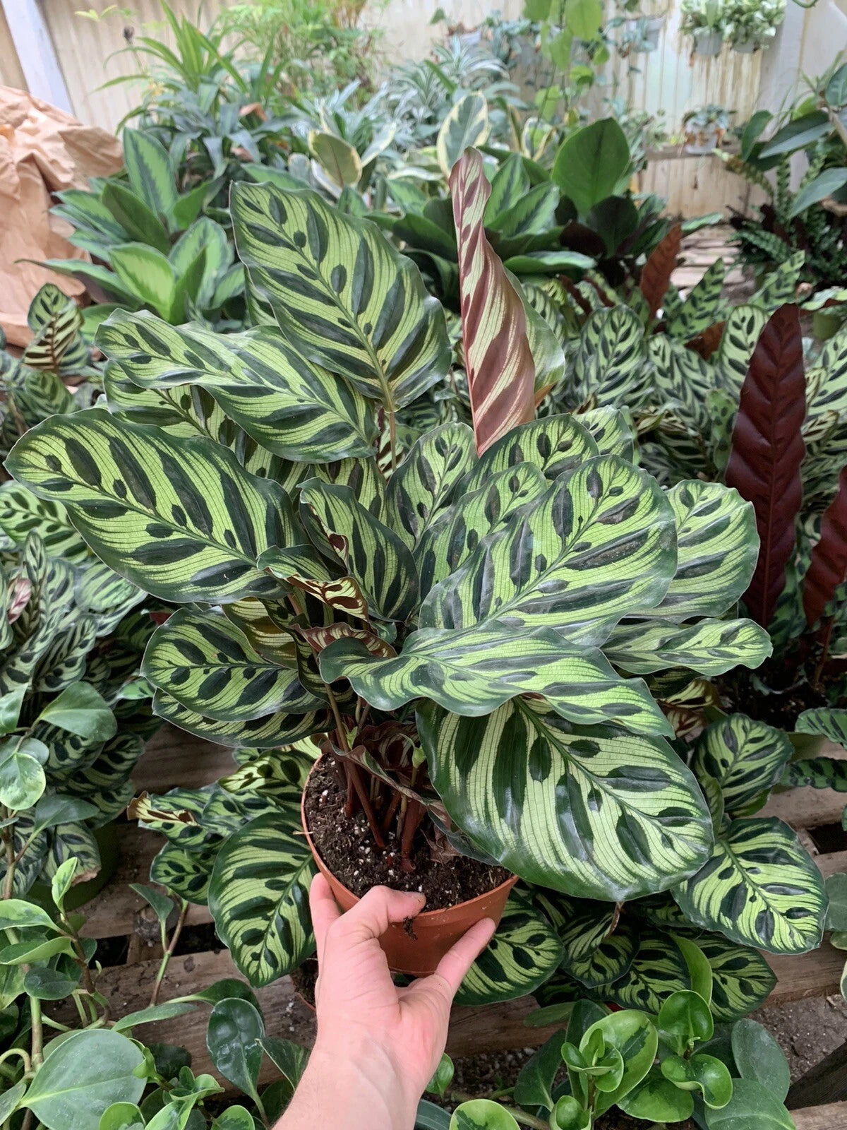 peacock house plant Calathea Makoyana Peacock Plant - Rooted in 6 Inch Pot