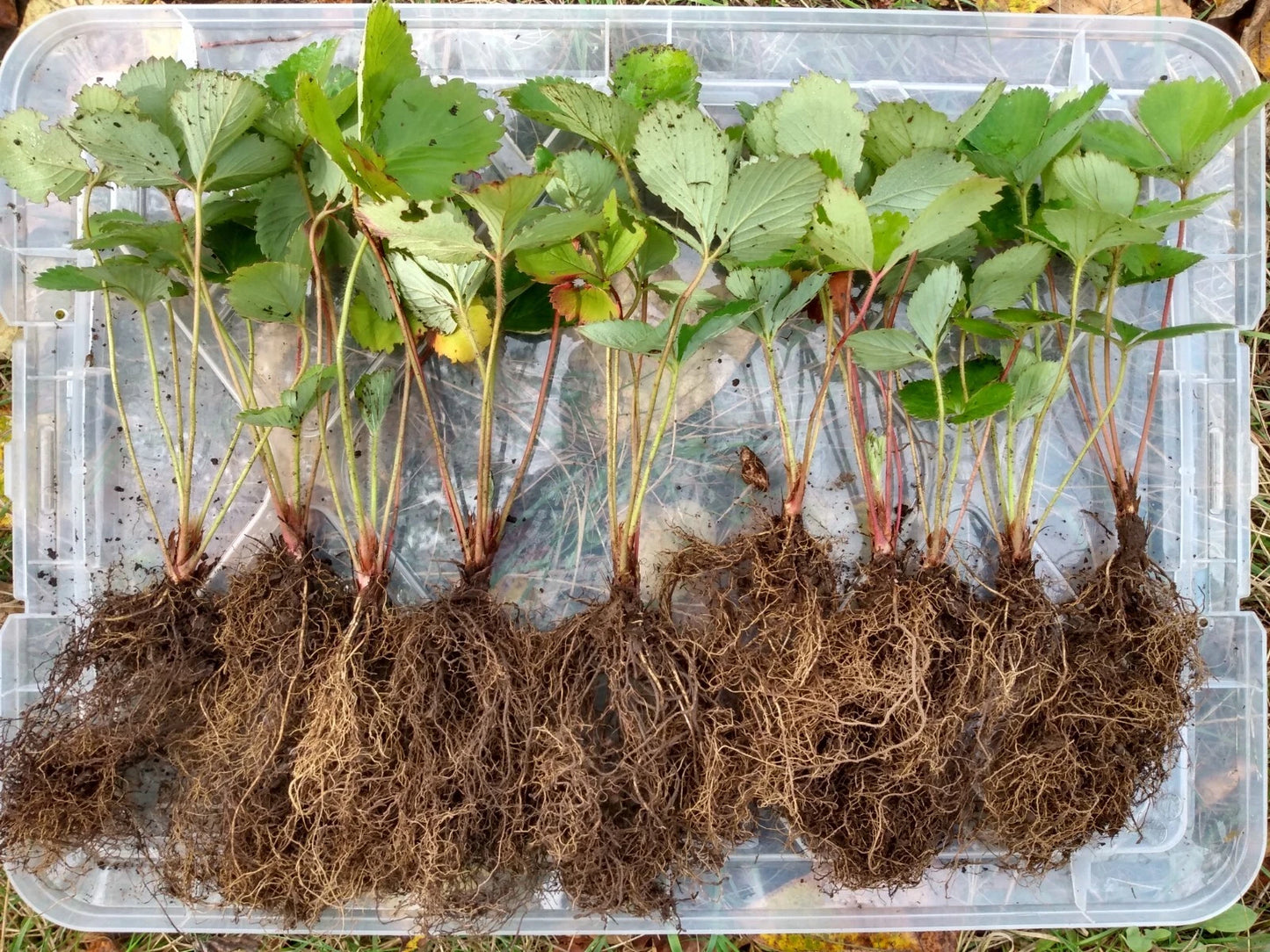 5 Live Bare Root Organic Shuksan Strawberries, June-Bearing Fruit Plants, Fragaria × ananassa