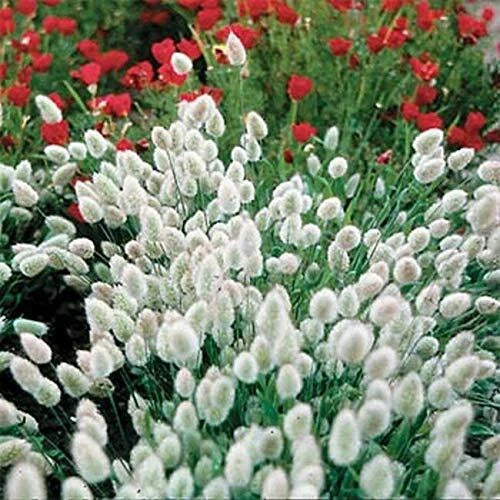 Bunny Tails Seeds - 25 Seeds - Easy to Grow for Home Gardens - Lagurus ovatus