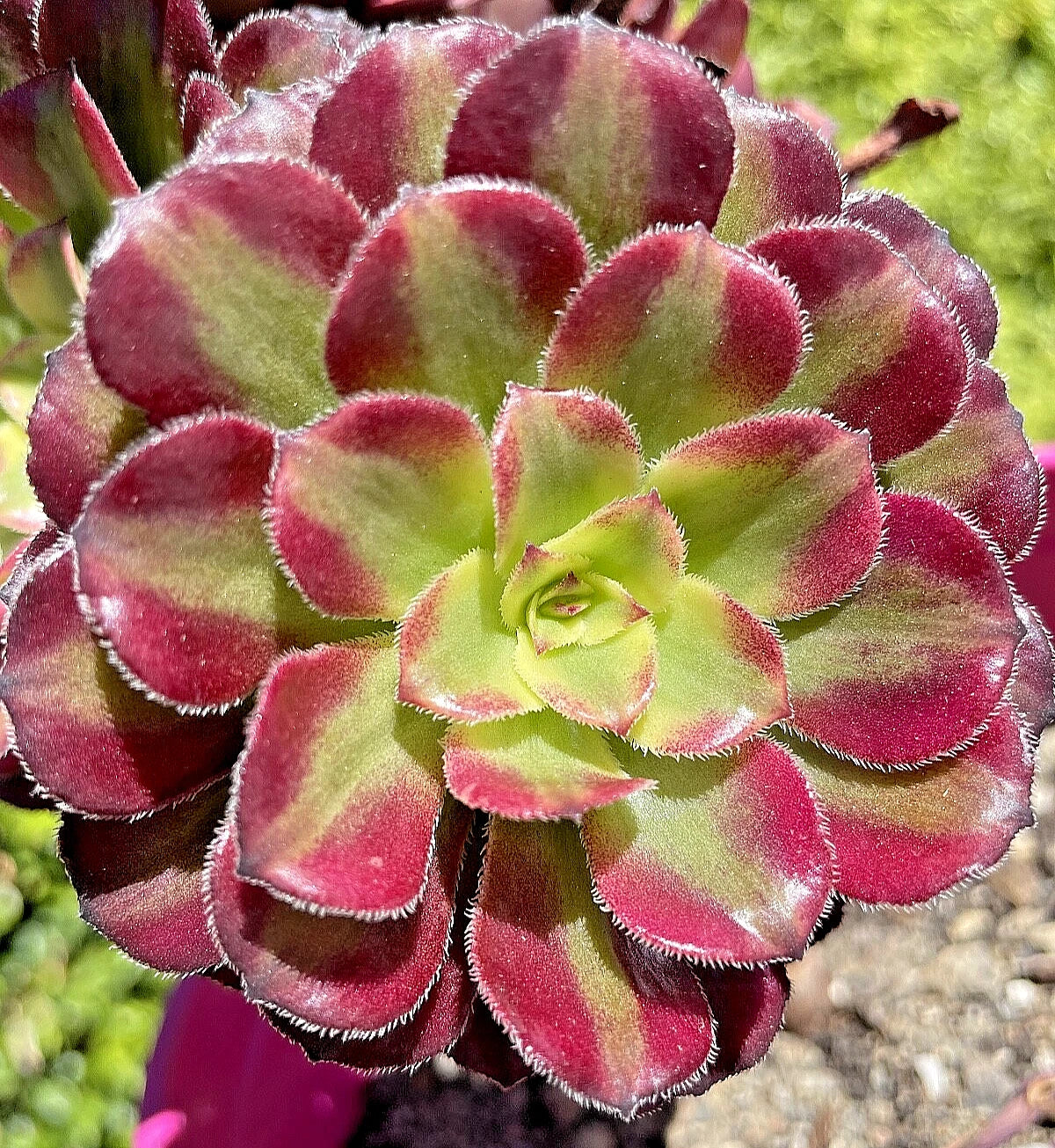 Aeonium Mardi Gras Succulent Cutting 3-4 Inches Variegated Unrooted Plant - Rare Variegated Succulent Cutting