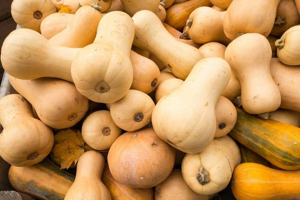 Butternut Squash Seeds - 10 Pack - Winter Squash - Cucurbita moschata