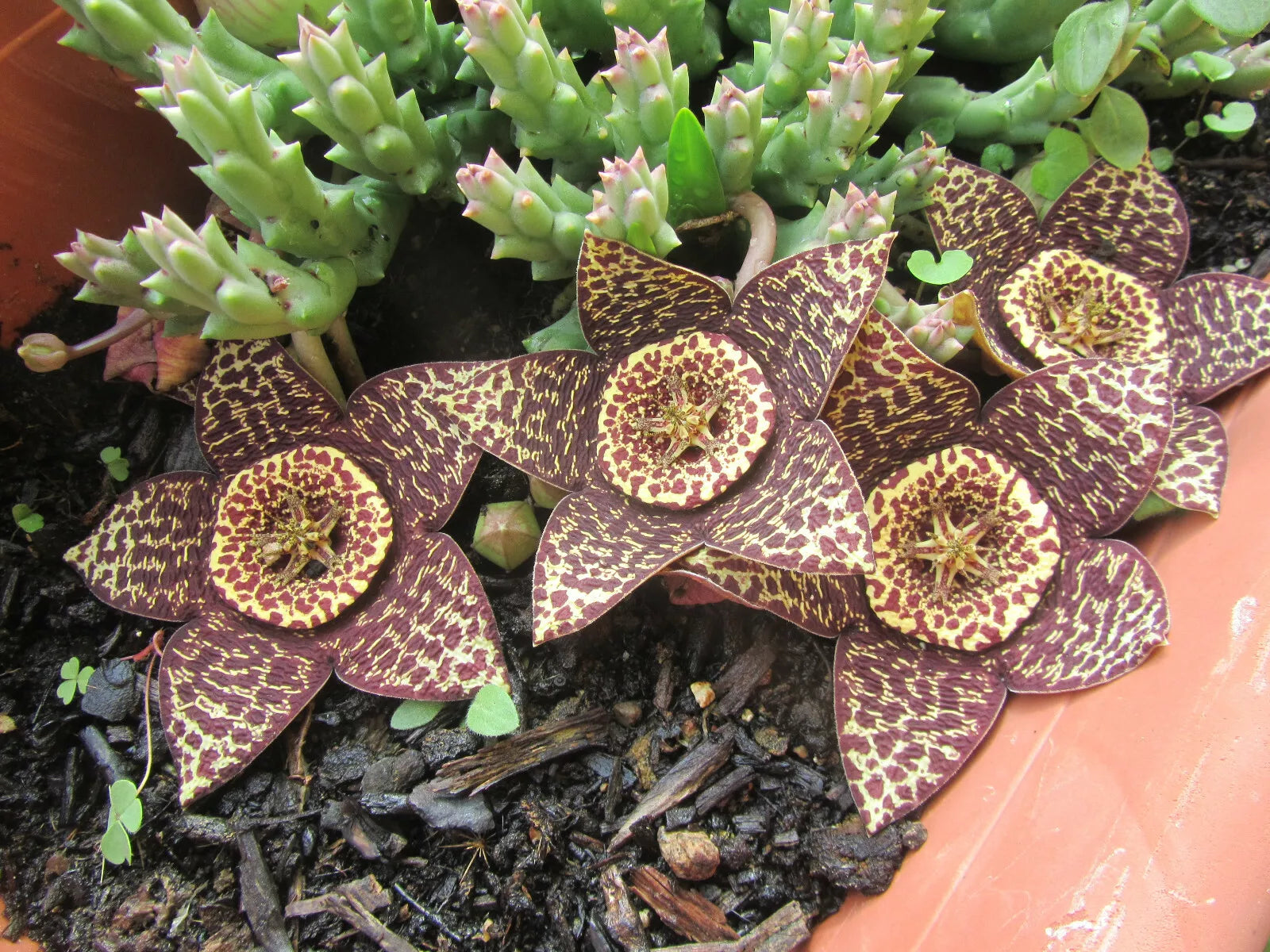 Orbea Variegata Cutting - 3