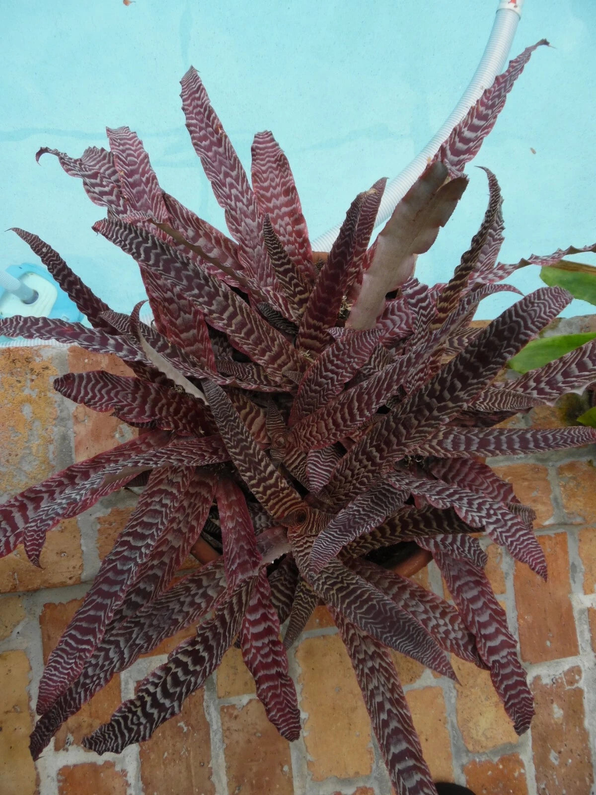 bromeliad plant air purifier Cryptanthus Pheasant Tail Bromeliad Plant - Medium Tropical Houseplant