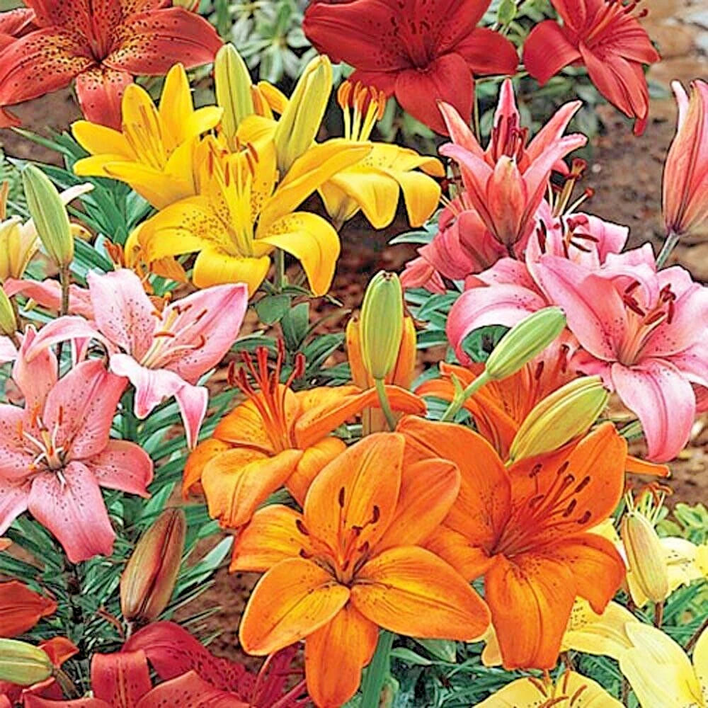 Asiatic Lily Mix Bulbs 14-18cm Orange Pink Red Yellow Lilium Asiatic O –  Jayme Garden