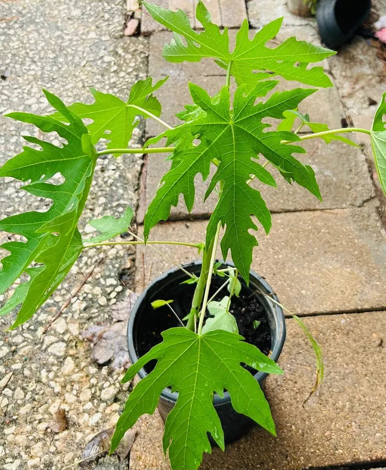 Organic Dwarf Papaya Plants 10" - Solo Hawaiian Tropical Fruit Trees - Carica papaya (2PCS)