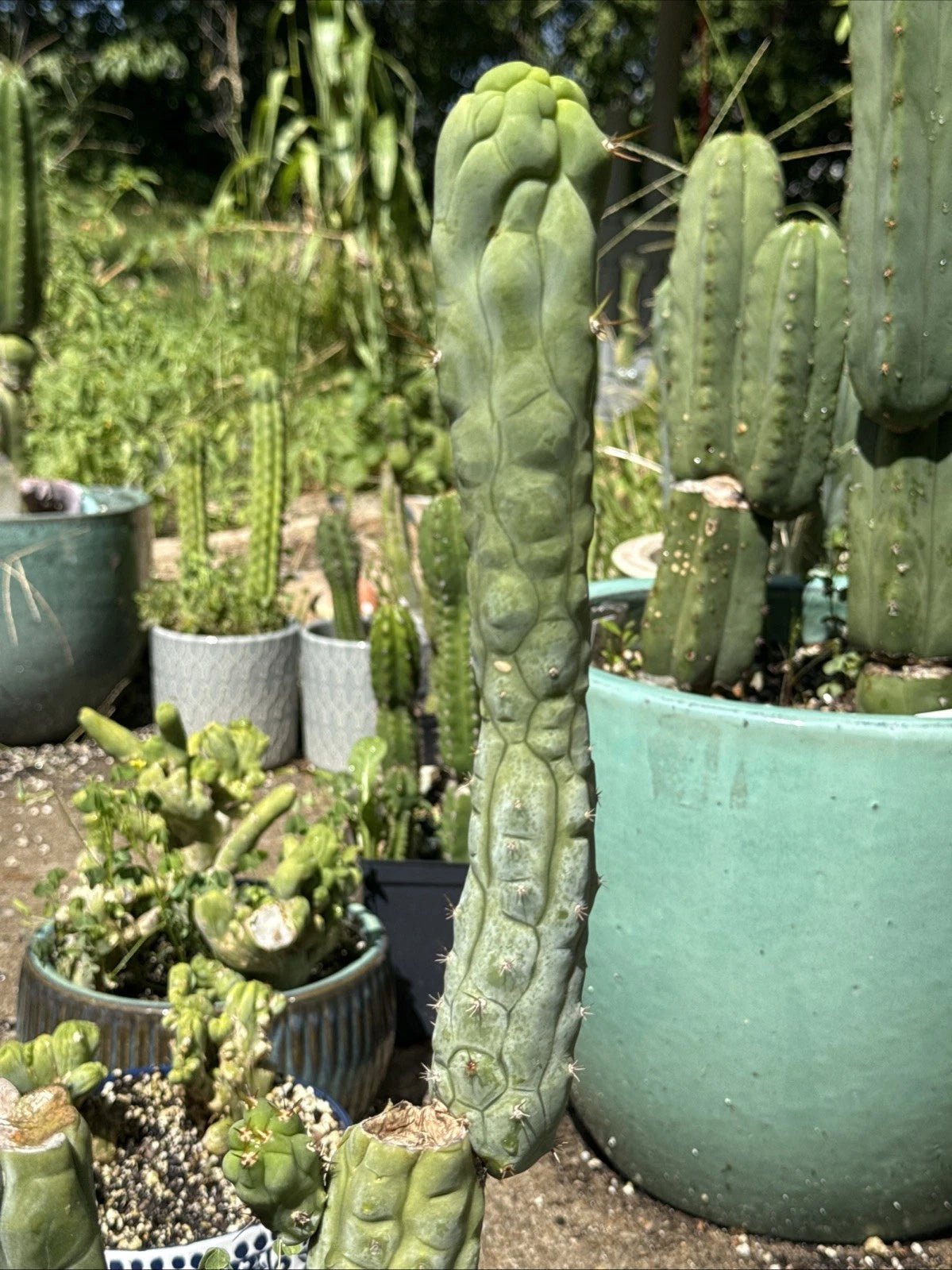 Echinopsis Bruce's Dragon Cutting - 11” Pup
