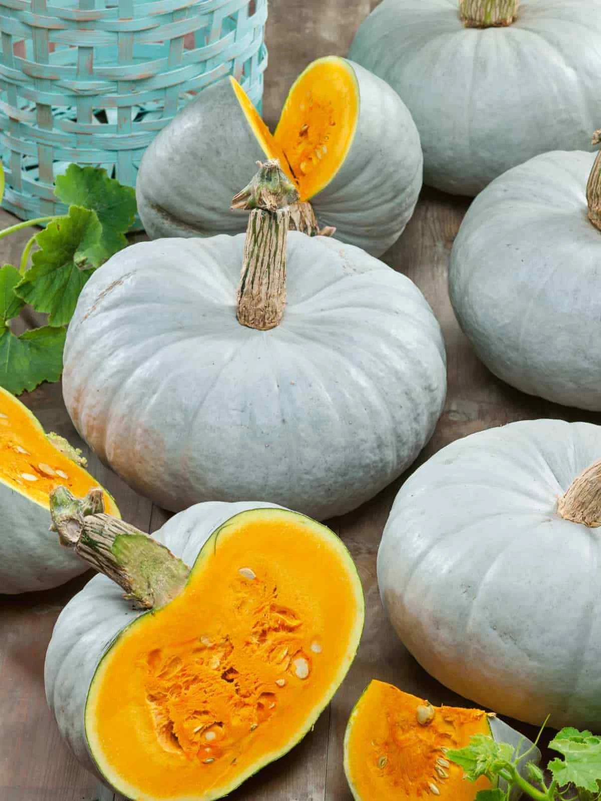 Blue Prince Pumpkin Seeds - Fresh Seeds for Planting - Cucurbita pepo