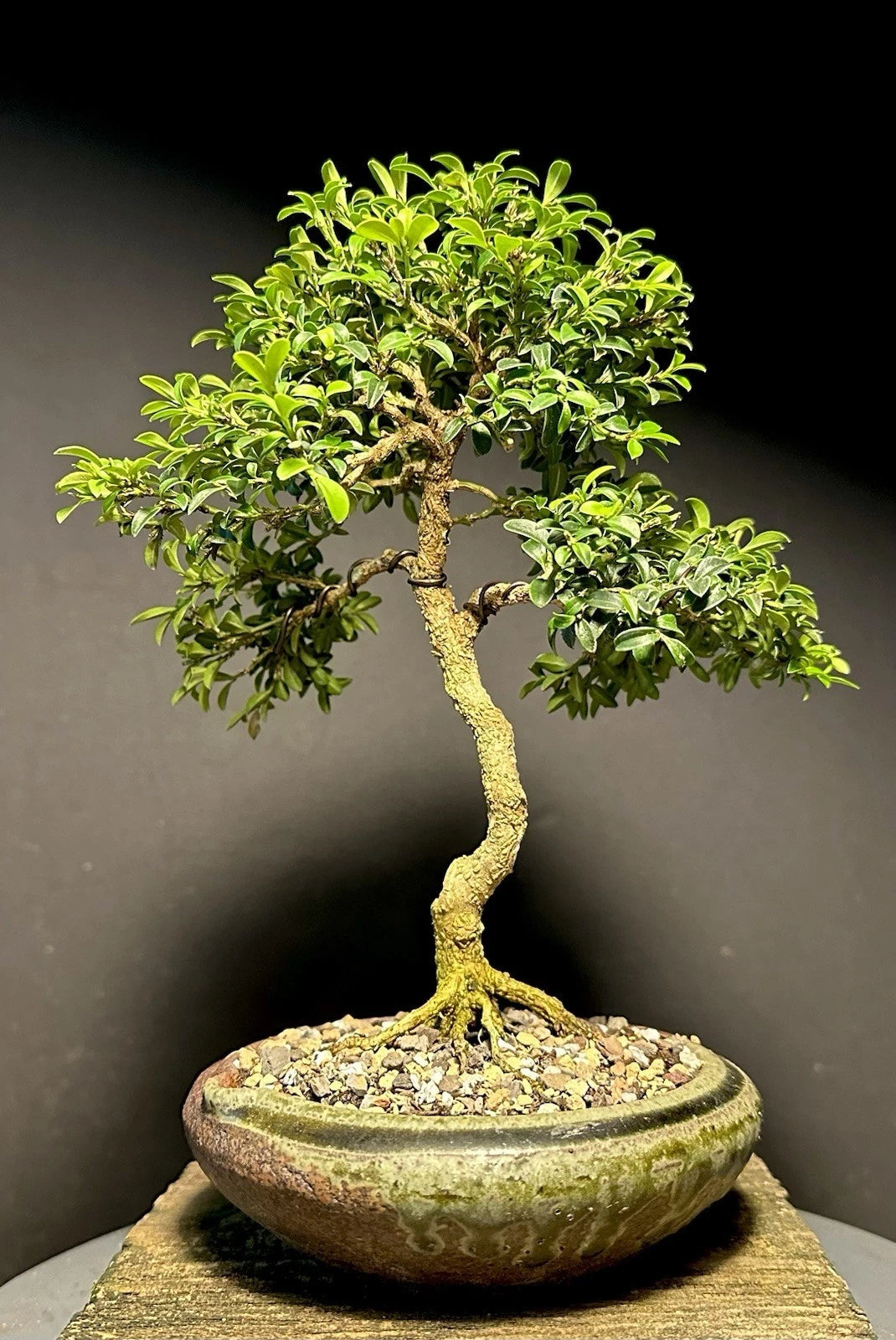 Mame Bonsai Tree 9” Kingsville Boxwood 11 Years Old in Japanese Pot with  Chop, Buxus microphylla var. japonica – Jayme Garden