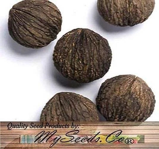 Black Walnut Tree Seeds - Juglans Nigra - Northern Variety - Hardy Zone 5+ - (5 Pack)