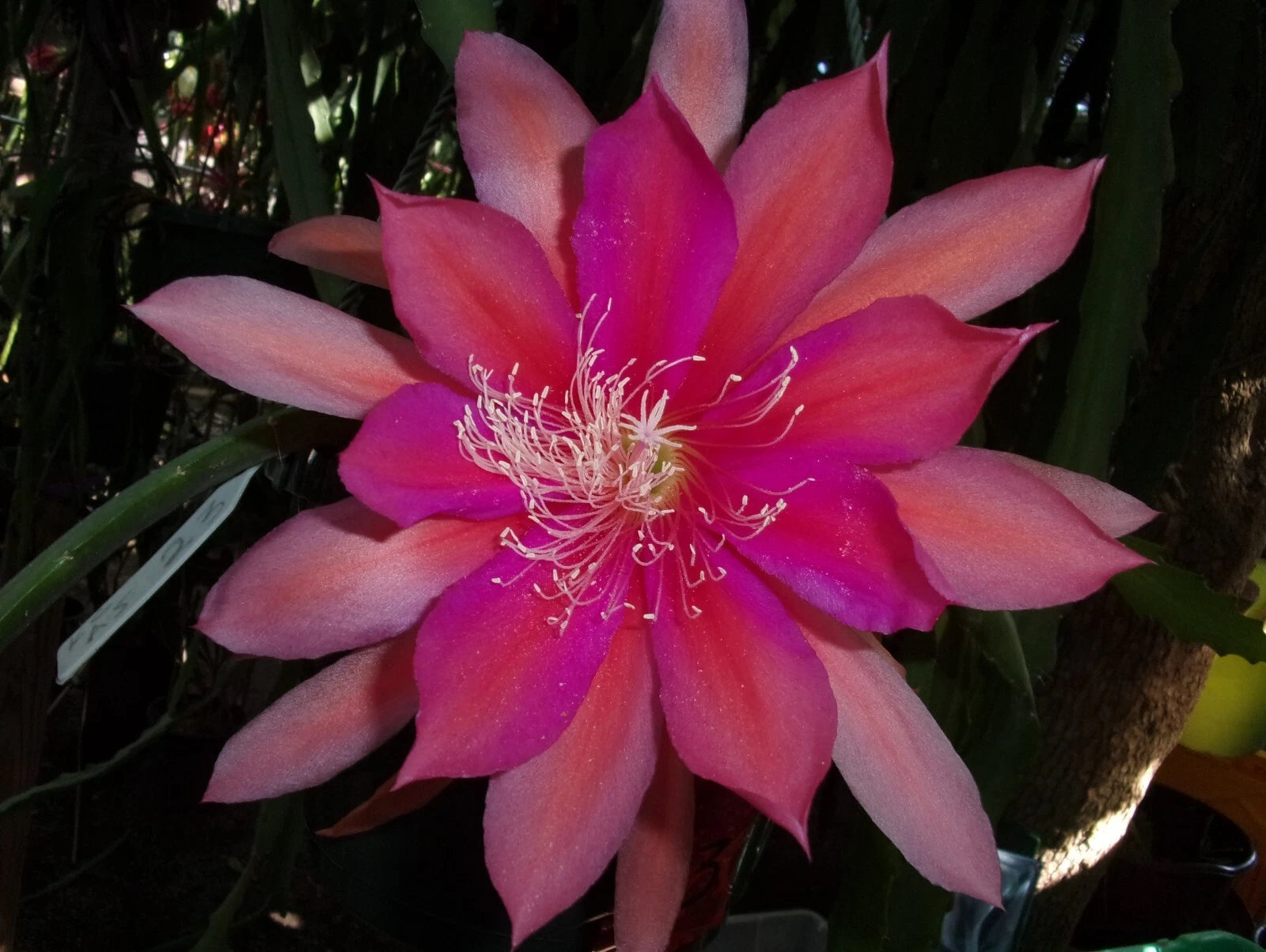 Epiphyllum Orchid Cactus Cutting - Royal Rose Variety