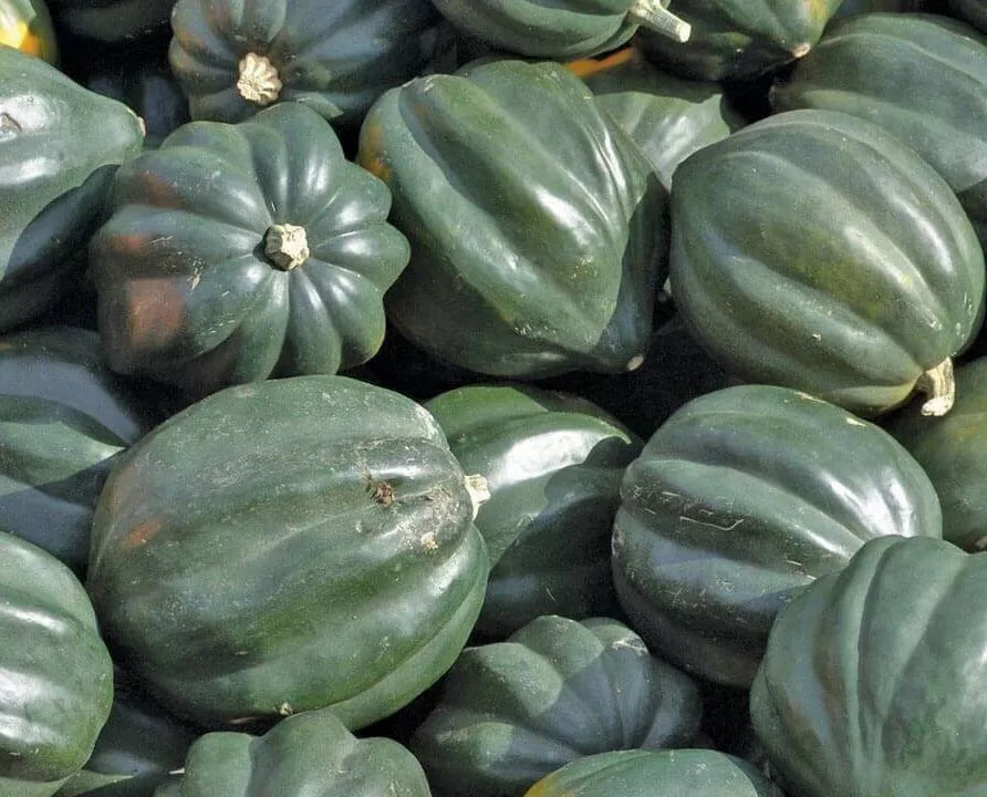 Acorn Squash Seeds 20+ Table King Bush Winter Squash Cucurbita pepo Vegetable Garden Culinary
