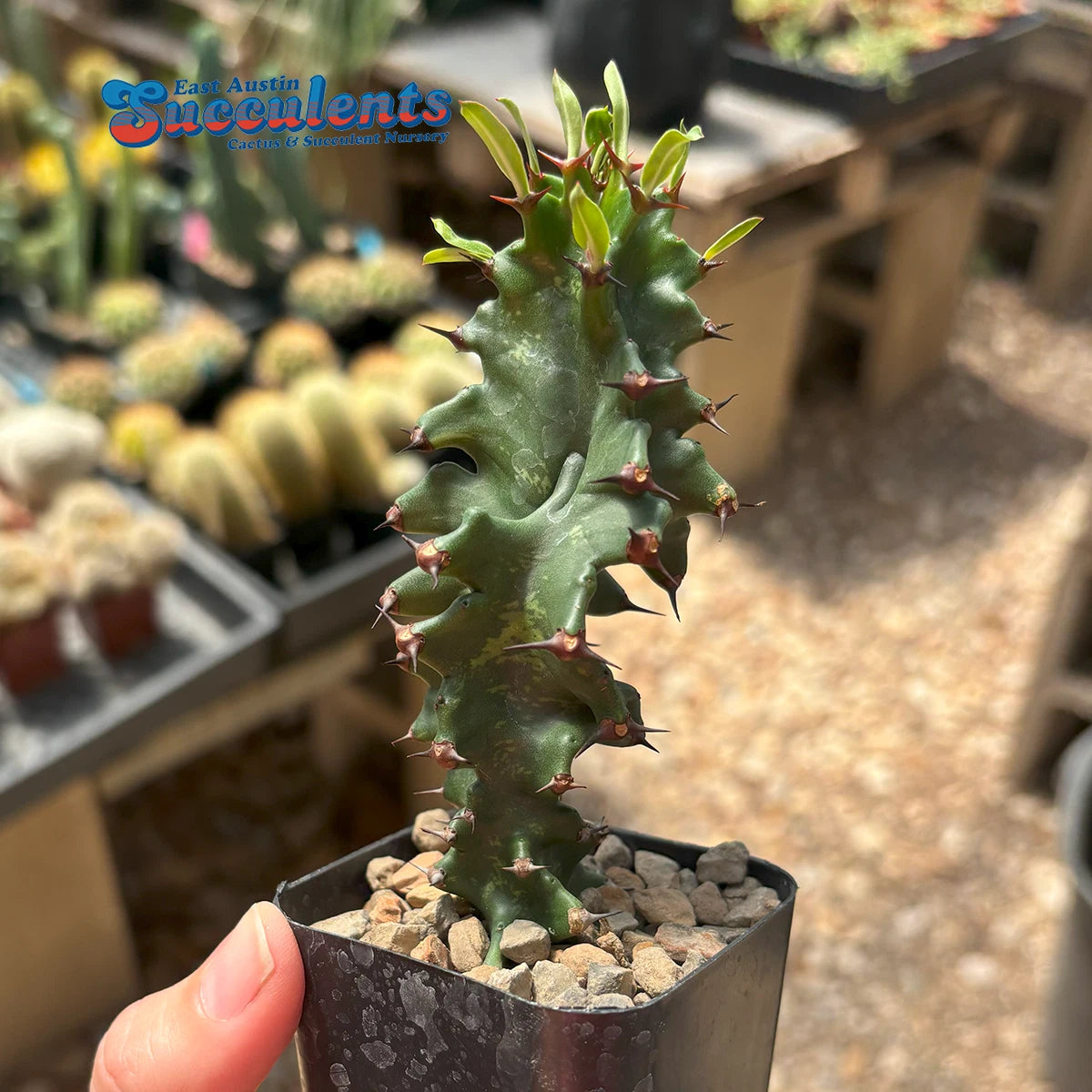 unique succulents to buy Euphorbia ingens monstrose - Live Rooted Succulent Plant