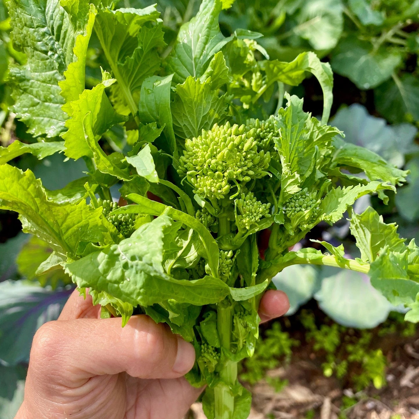 Broccoli Raab Seeds - 100 Seeds - Spring Rapini - Brassica rapa subsp. rapa - Non-GMO, Heirloom Vegetable Seeds for Garden