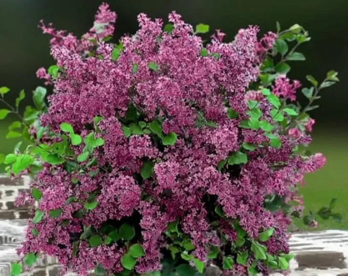 Red Pixie Lilac Live Plant 6+ Inches - Syringa pubescens subsp. julianae - Bare Root, Aromatic Red-Pink Blooms, Dwarf Shrub