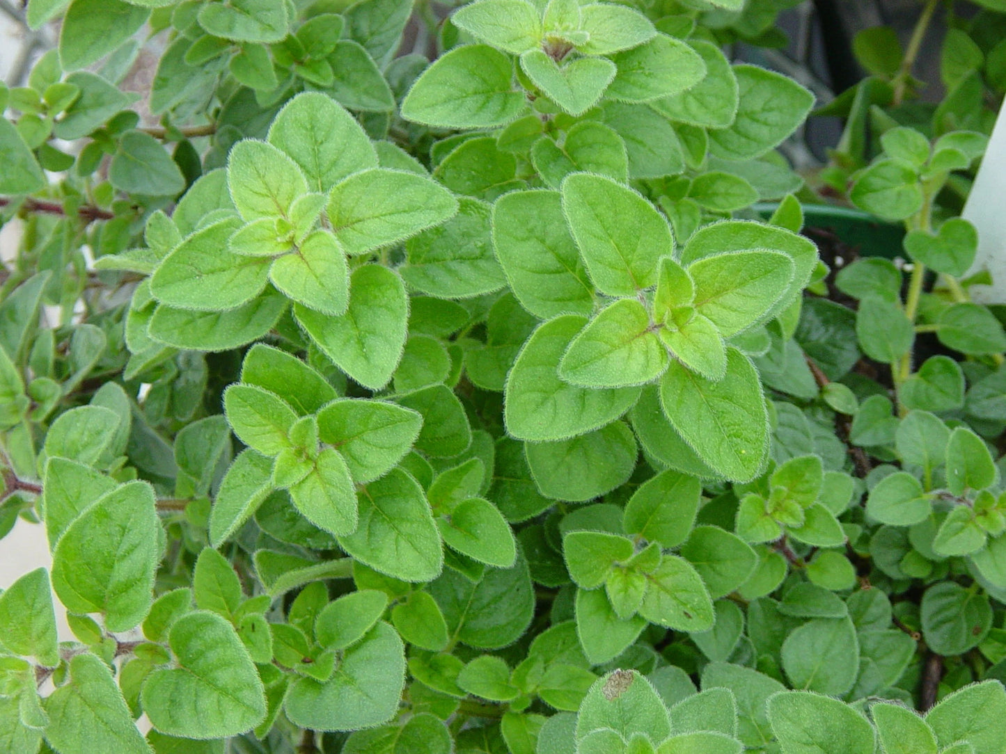 Italian Oregano Seeds 500+ Count - Fresh Herb Seeds for Cooking - Origanum vulgare subsp. hirtum