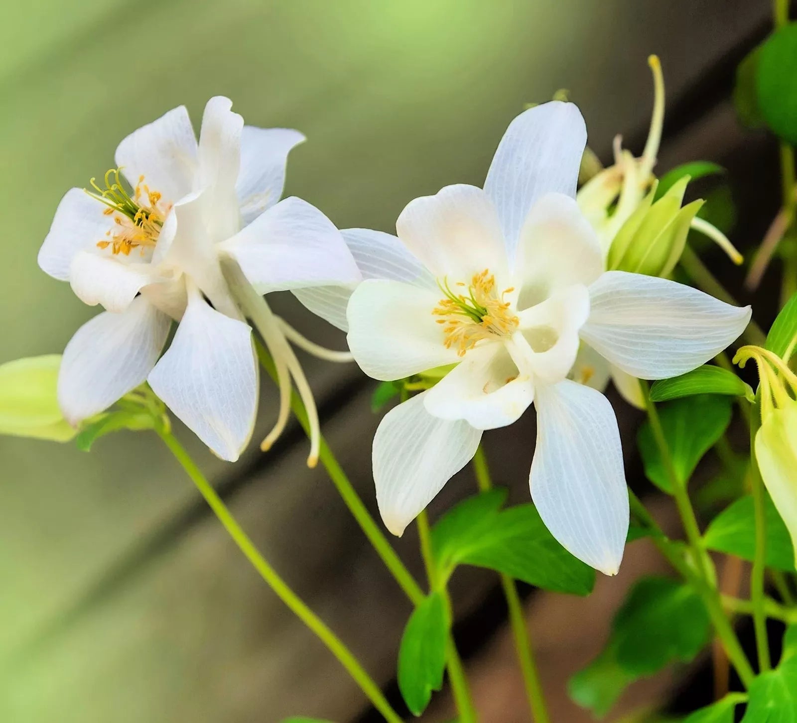 planting aquilegia seeds Columbine Seeds for Planting - Crystal White Variety