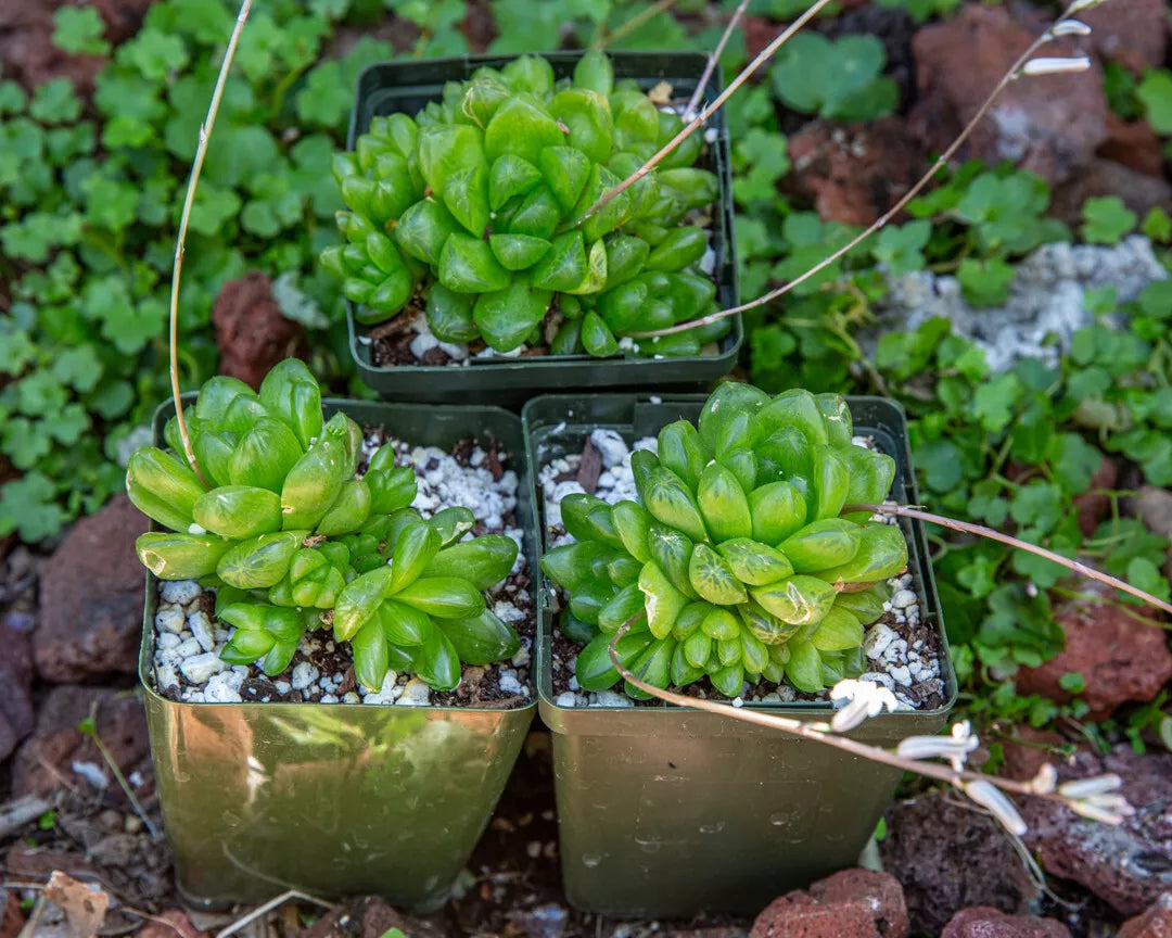 obtusa succulent Haworthia Cymbiformis Obtusa Plant - 3.5" Diameter