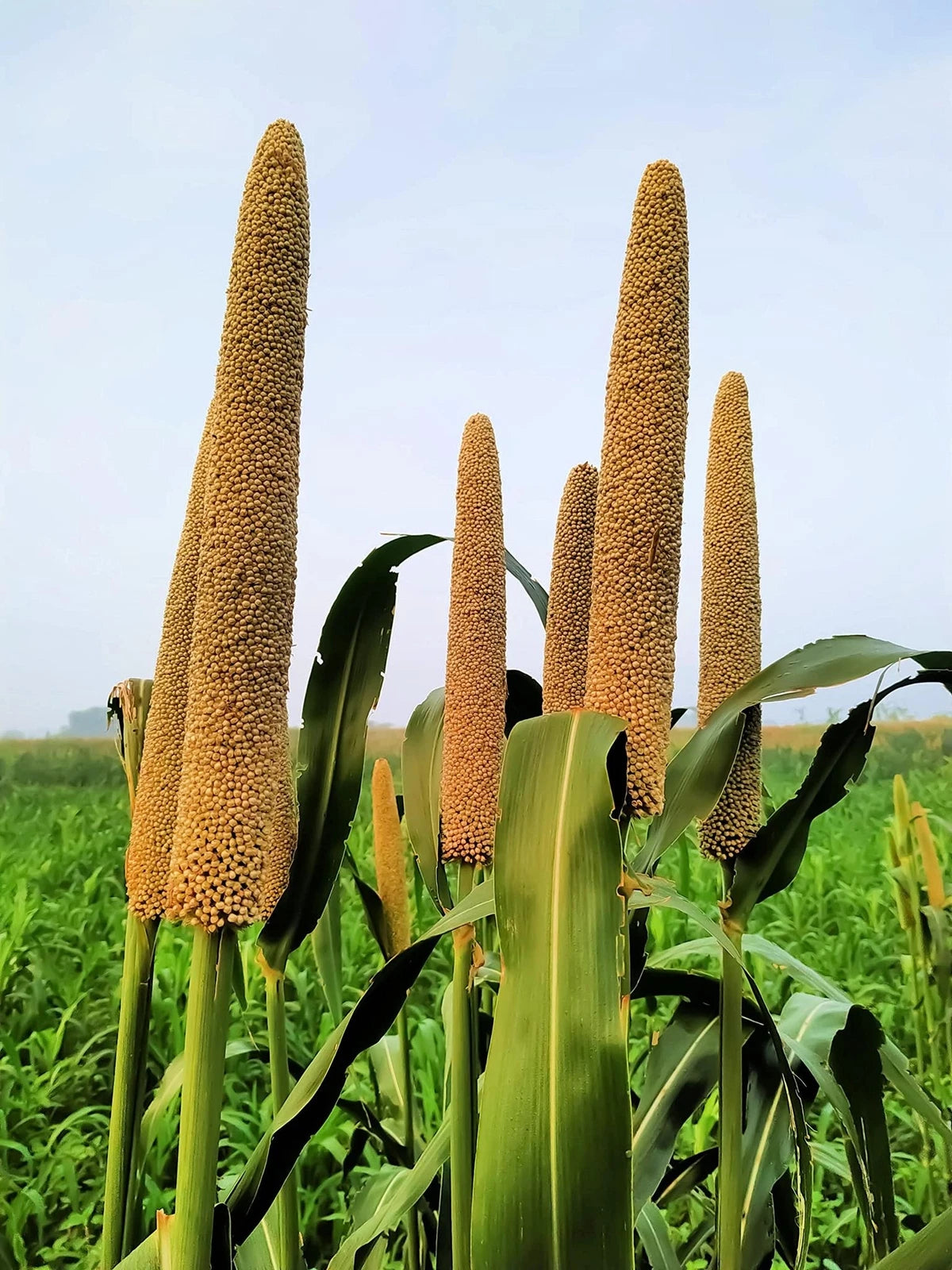 Pearl Millet Grass Seeds - Pennisetum glaucum - Ornamental Grass for Planting - Drought-Resistant, Easy to Grow