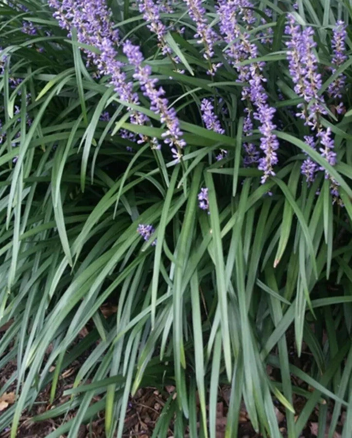 Liriope Plant Starter Plugs 25 Rooted Monkey Grass Lilyturf liriope-plant-starter-plugs-25-rooted-monkey-grass-lilyturf