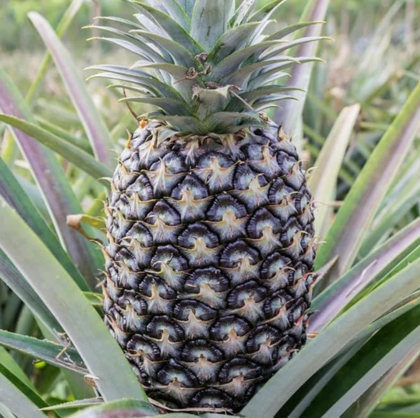 White Jade Pineapple Starter Plant – 2 Planted Rooted Live Fruit Trees – No Pot - Ananas comosus