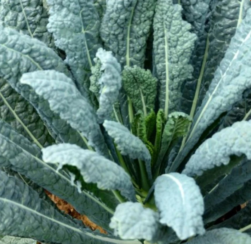 Lacinato Kale Seeds, 2000 Count, Italian Dinosaur Kale, NON-GMO, Brassica oleracea var. sabellica