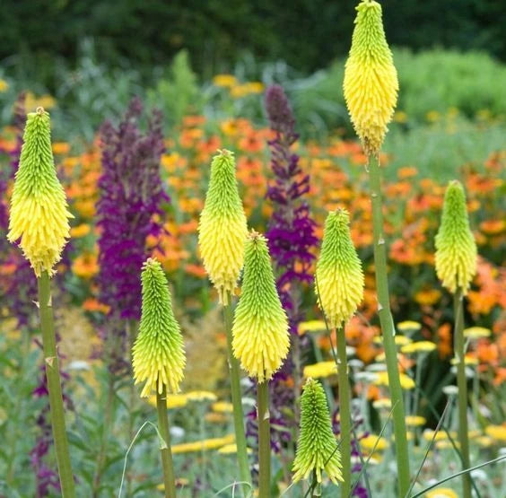 25 Hot Poker Seeds - Bright Yellow Torch Lily Flower, Kniphofia Perennial Seed, Garden Planting