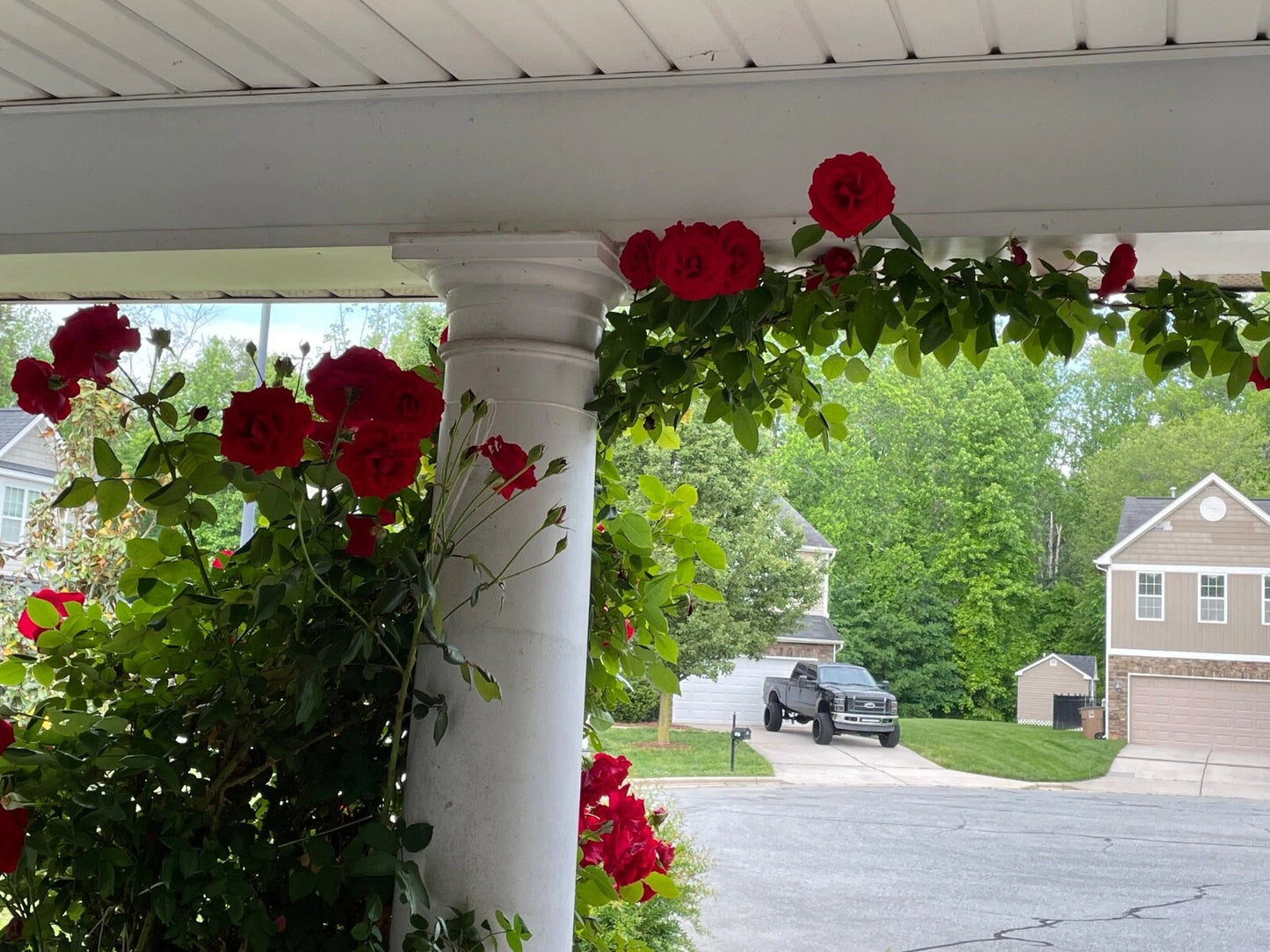 Lady In Red Climbing Rose Cuttings - 4 Live Plants - Huge Red Blooms - Everblooming - Rosa 'Lady In Red'