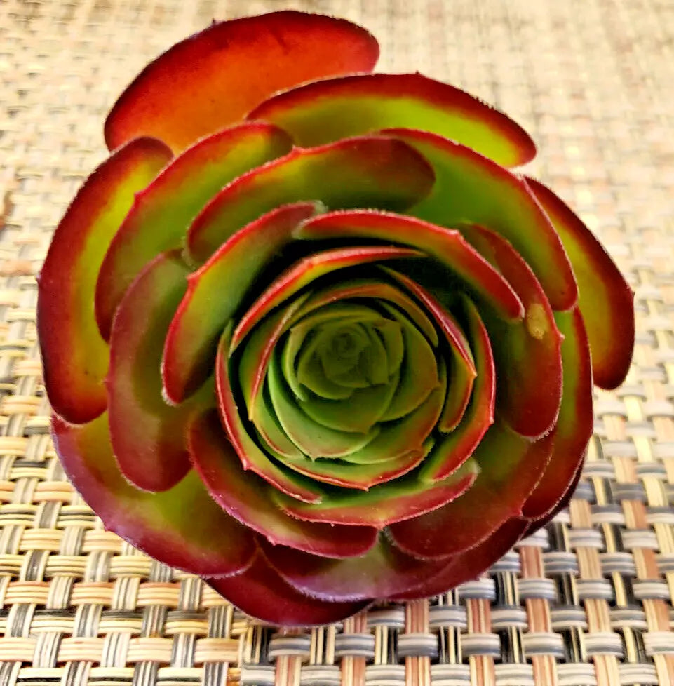 medium size succulent plants Medium Size Aeonium 'Velour' Unrooted Cuttings