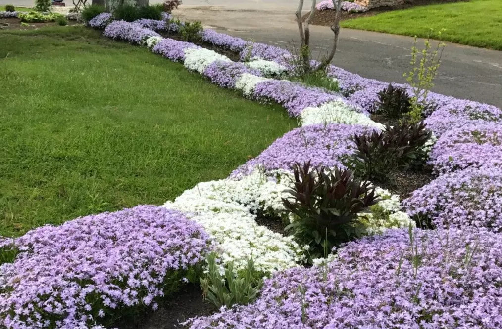 bare root lavender plants Creeping Phlox Bundle of 6 Bare Root Plants, Lavender & White Ground C – Jayme Garden