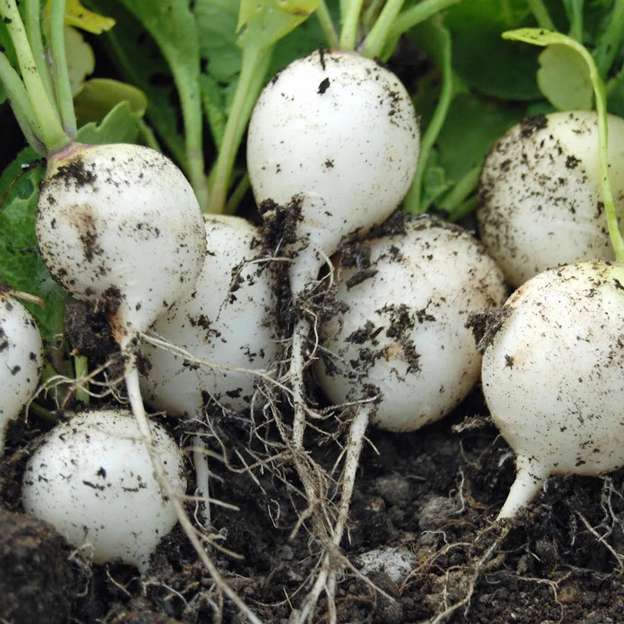 Hailstone White Globe Radish Seeds - White Button, NON-GMO, Heirloom Variety, Raphanus sativus