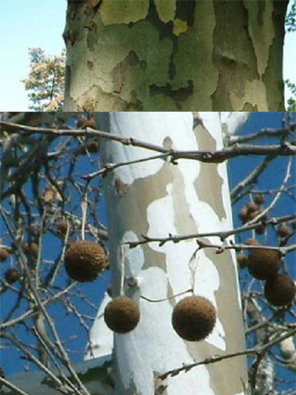 American Sycamore Seeds - 20-100 Seeds - Platanus occidentalis - Native Tree for Landscaping and Reforestation