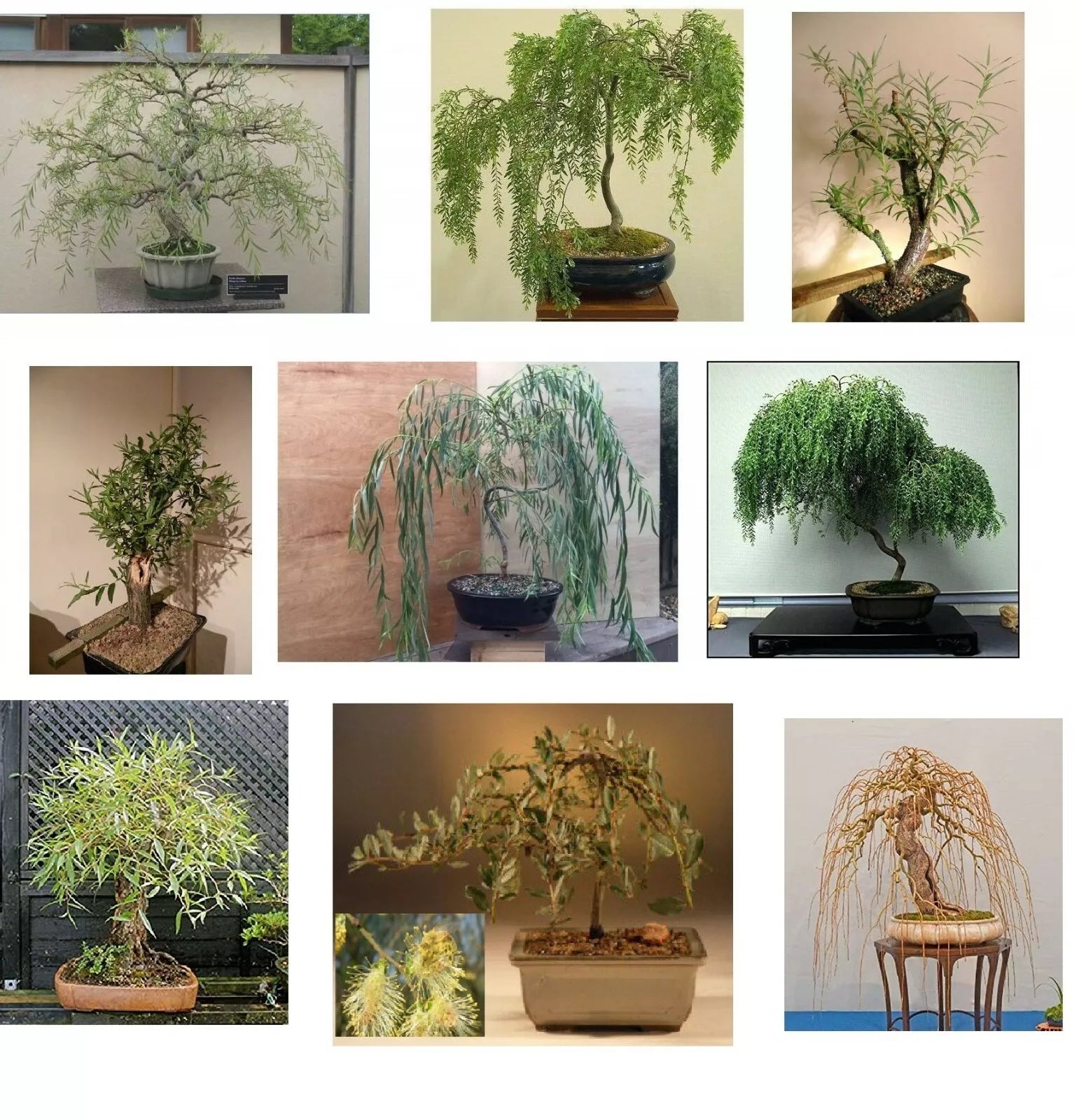 Willow Bonsai Bundle - 9 Types - Exotic Rare Varieties