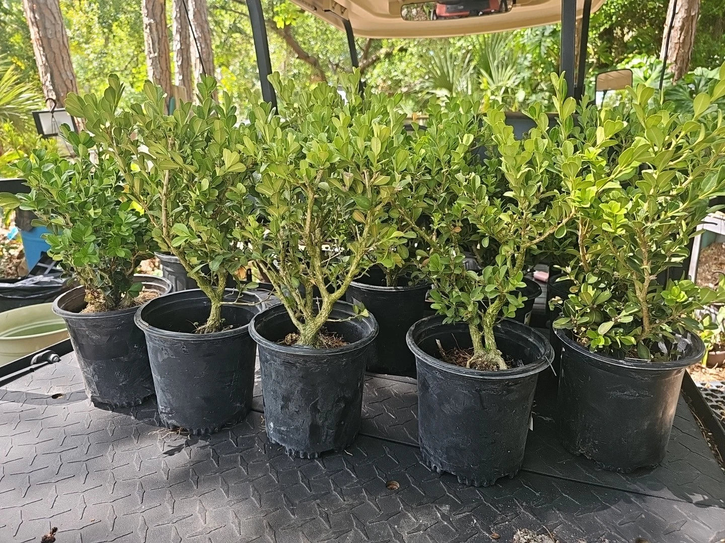 Japanese Boxwood Bonsai Tree 17