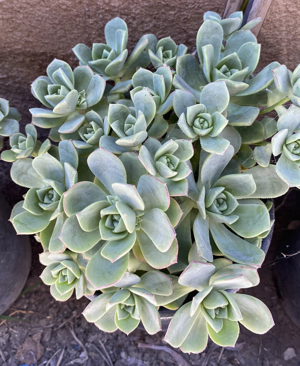 green pinwheel succulent Aeonium Haworthii Pinwheel Succulent Cluster - Green Rosette