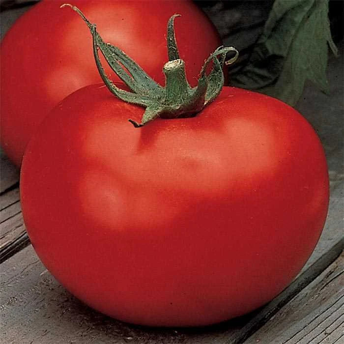 Better Boy Tomato Seeds VFN F1 Hybrid Non-GMO - Lycopersicon esculentum - Heirloom Vegetable Garden Seeds