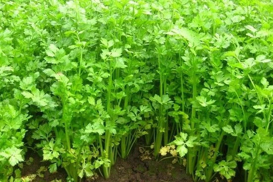 Asian Chinese Celery Seeds - 200+ Non-GMO Khan Chou Cool Weather Herb | Perfect for Gardening