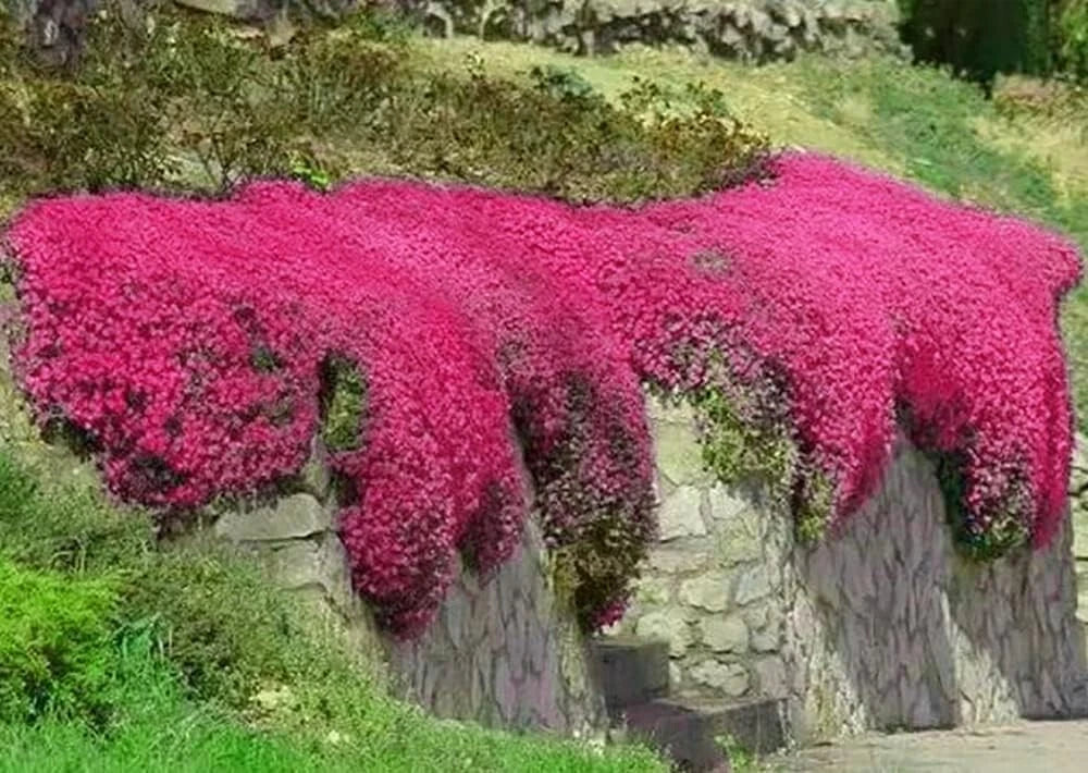 Red Creeping Thyme Seeds - 500+ Non-GMO Groundcover - Thymus serpyllum - Fresh