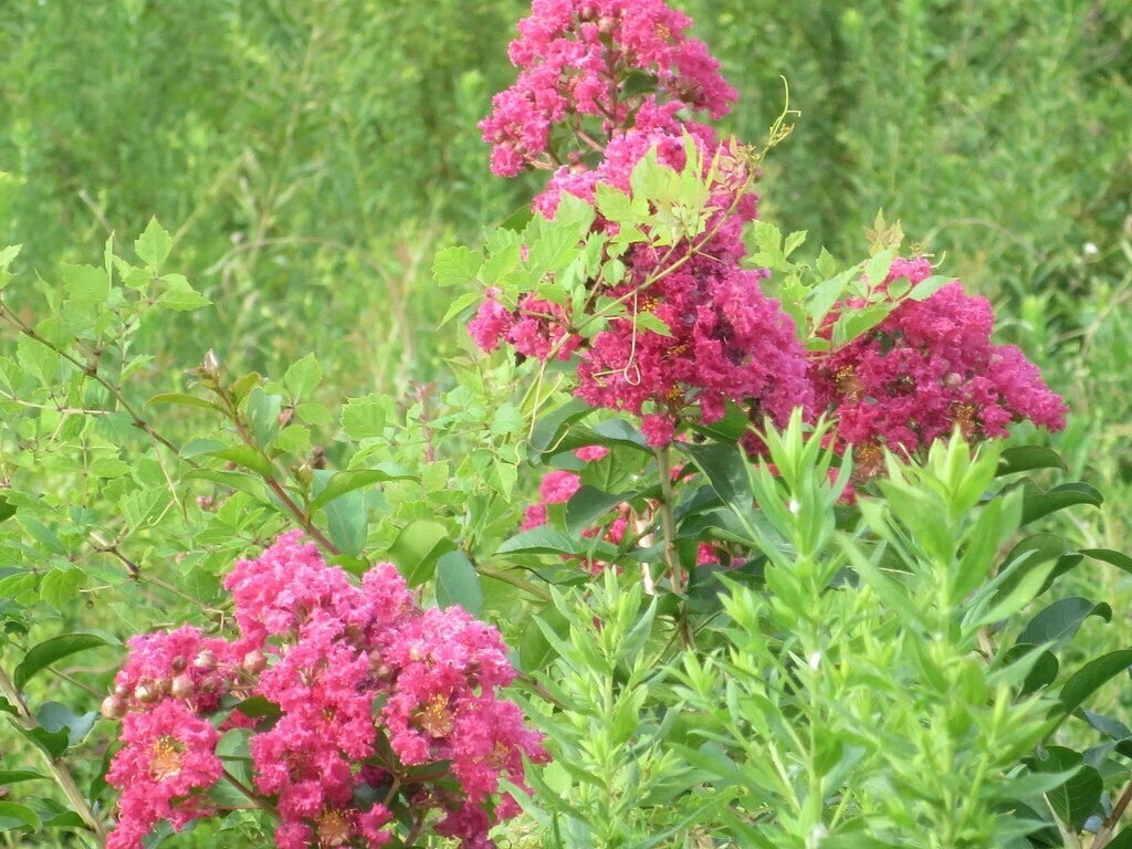 indica flower seeds Crape Myrtle Flower Seeds - Pink, Purple, Red, White