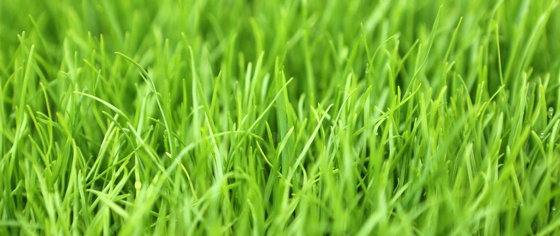 Winter Rye Seed 5 LBS - Cover Crop for Food Plot, Deer, Wildlife, Garden (Secale cereale)