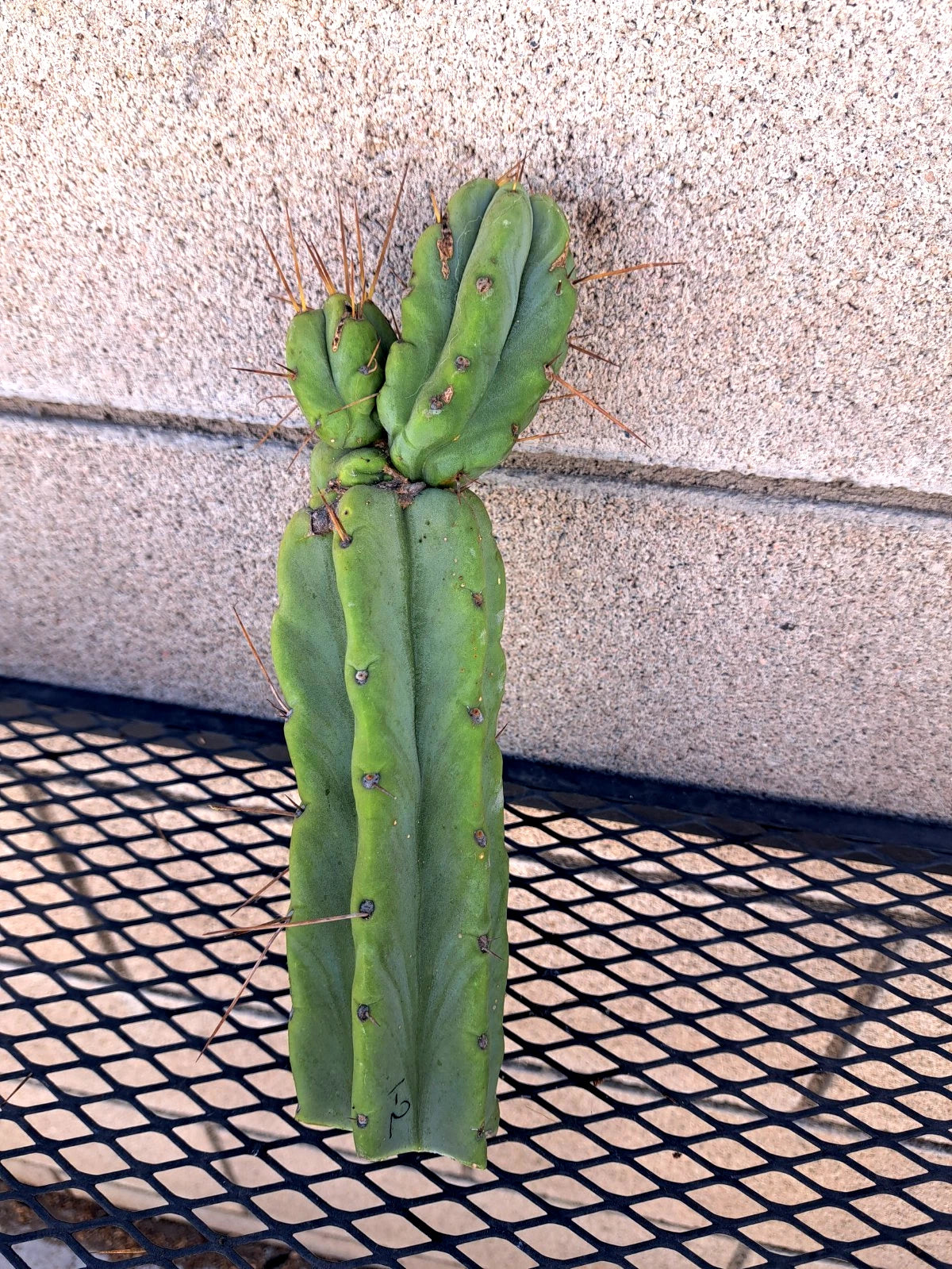 Cereus Bridge Cactus Cutting - 9.5" - Unique Variety - Cereus peruvianus