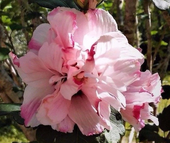 Live Plant Starter Double Rose of Sharon 1/2 to 1' Pink Flowering Hibiscus Althea (Hibiscus syriacus)