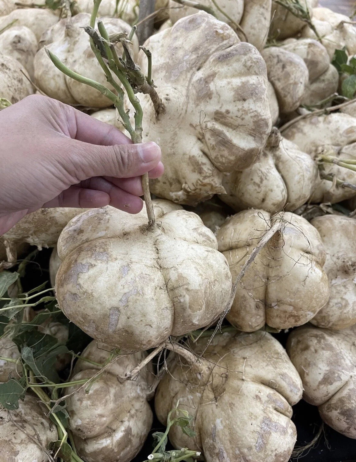 Jicama Seeds for Planting - 200+ Non-GMO Jicama/Singkamas Seeds - Pachyrhizus erosus