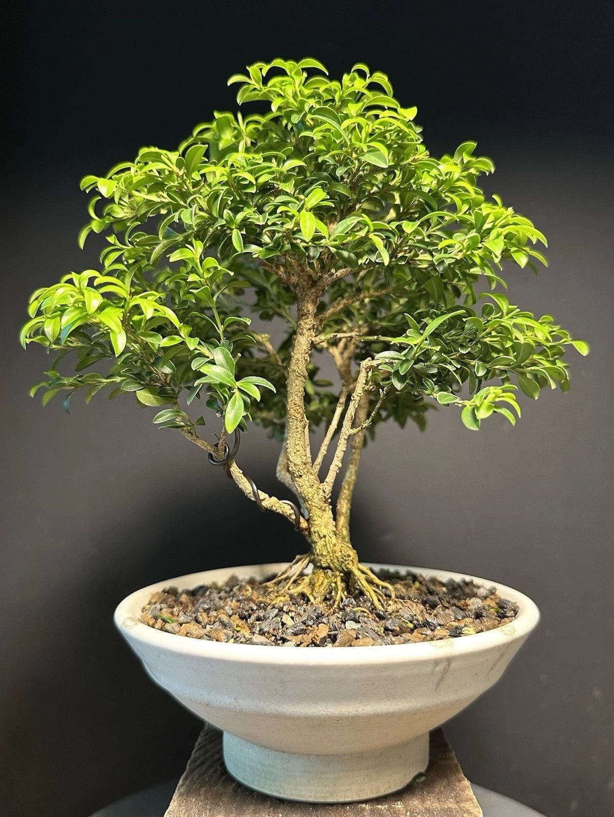 mame bonsai kaufen Mame Bonsai Tree 9” Kingsville Boxwood Glazed Drilled American Tea Pot