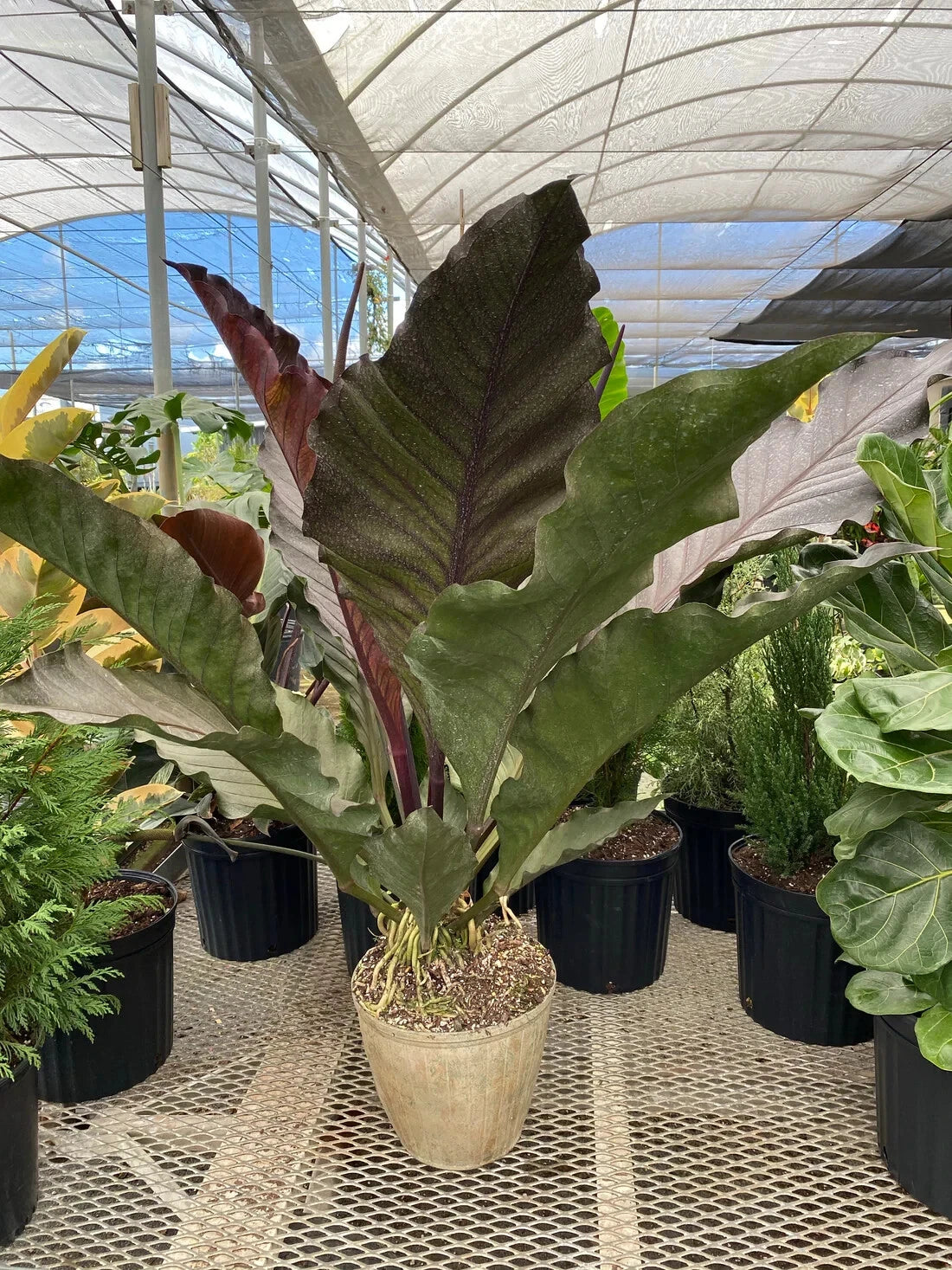 anthurium red bird Anthurium Big Red Bird - Small Well Rooted Starter Plant