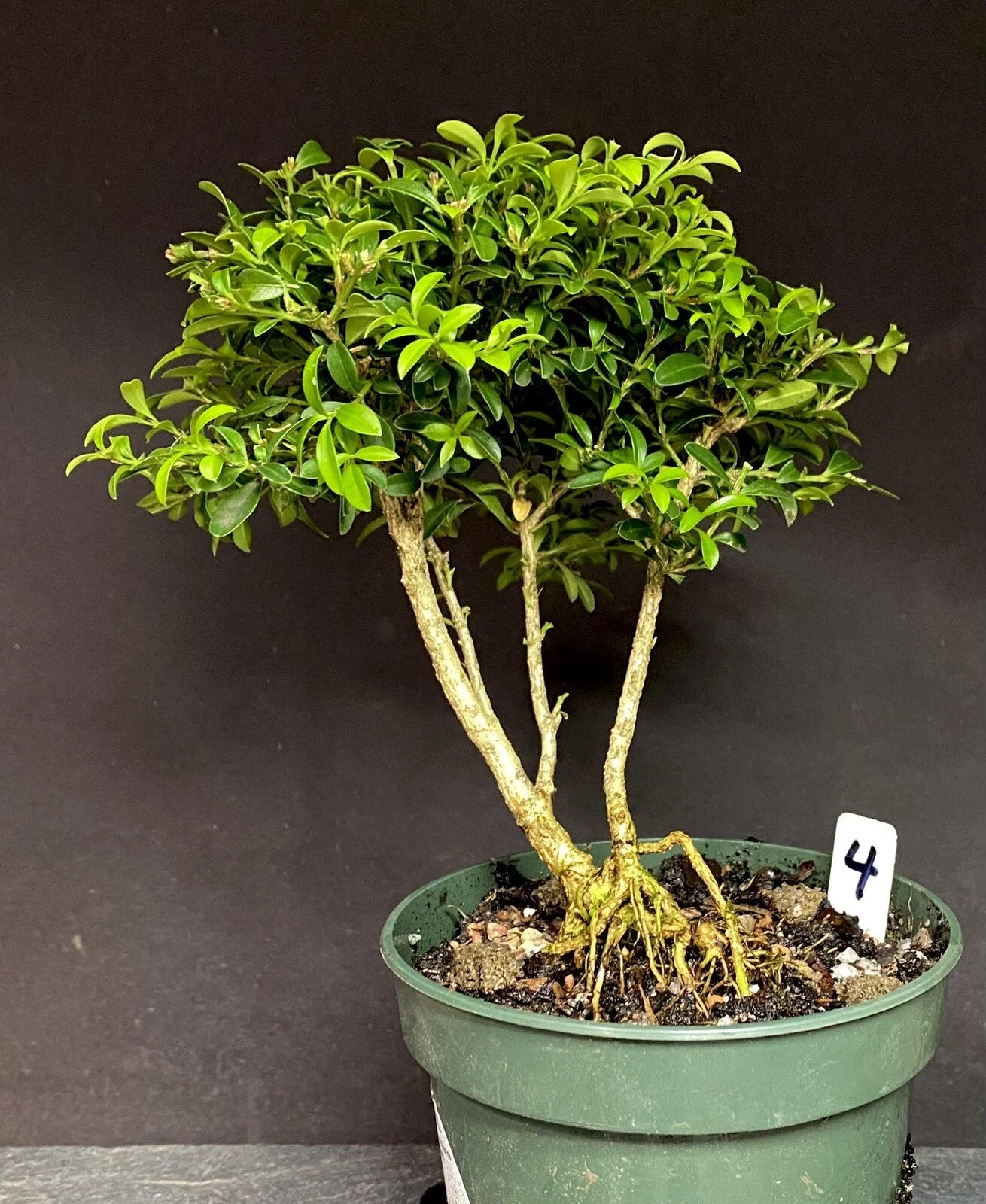 Bonsai Tree Kingsville Boxwood Pre-Bonsai 8-10 Years