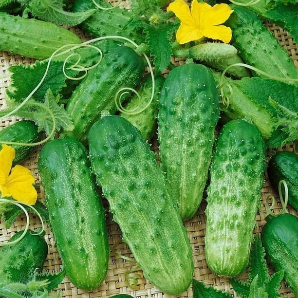 Gherkin Cucumber Seeds - 120+ Pack - Parisian Variety - 2015 AAS Regional Winner - Fresh Quality Seeds