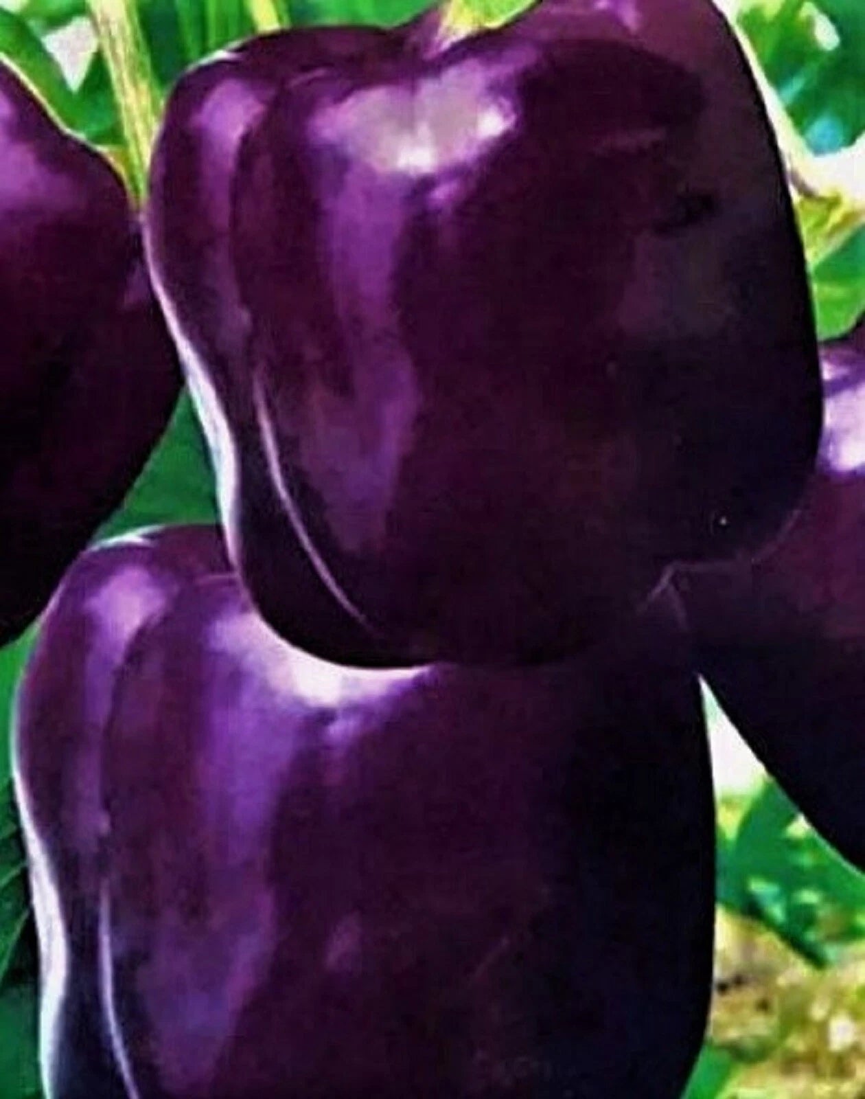 Purple Beauty Pepper Seeds 50+ Non-GMO - Capsicum annuum - Heirloom Vegetable Seeds for Home Gardening