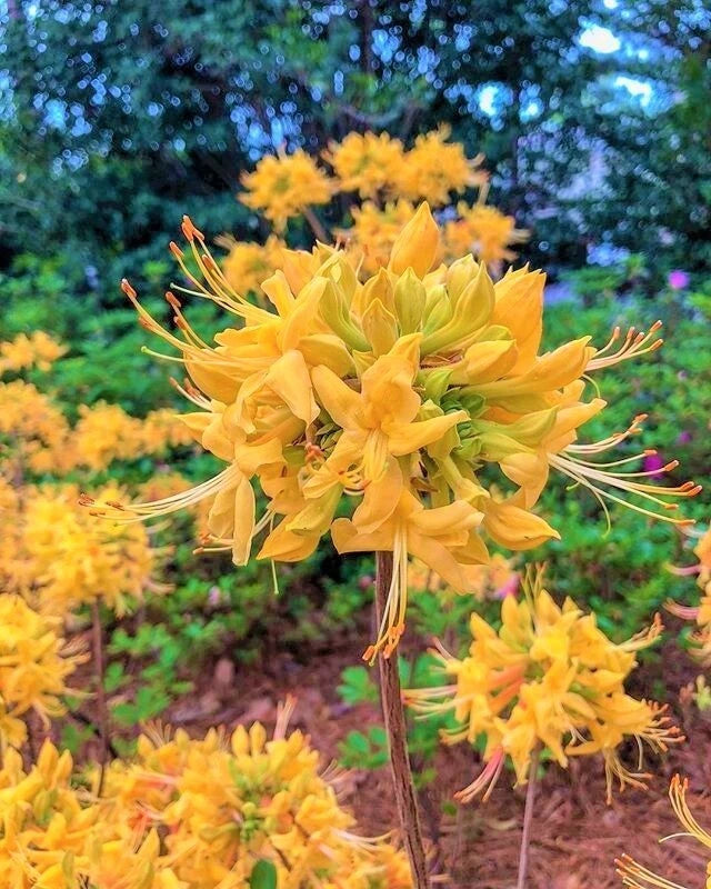 Aromi Azalea Starter Plant - Gold Strike Variety - Rhododendron Deciduous
