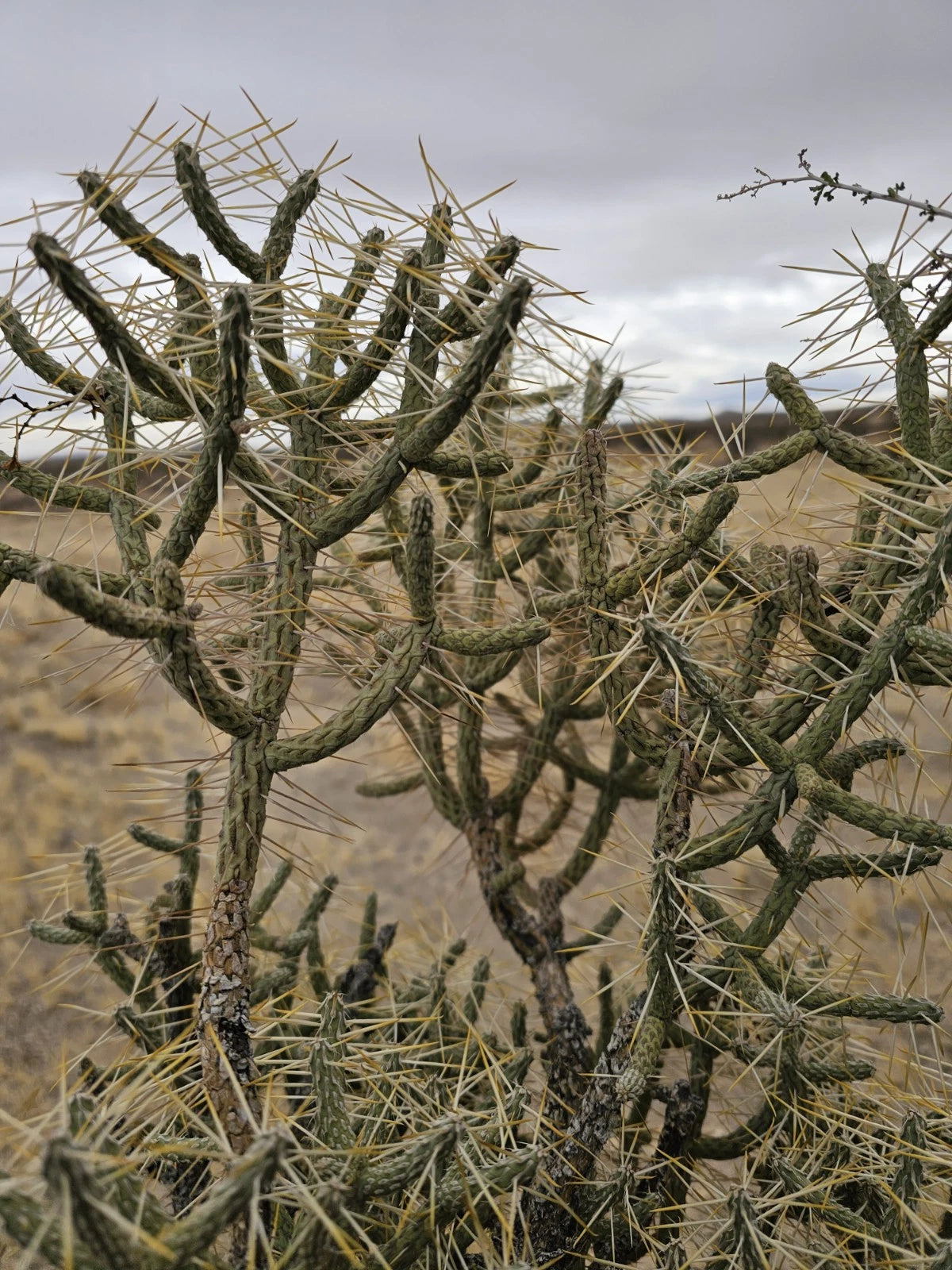 succulent with long branches Cylindropuntia Ramosissima Cuttings, 3 Branches, Diamond Cholla, 6" Ta – Jayme Garden