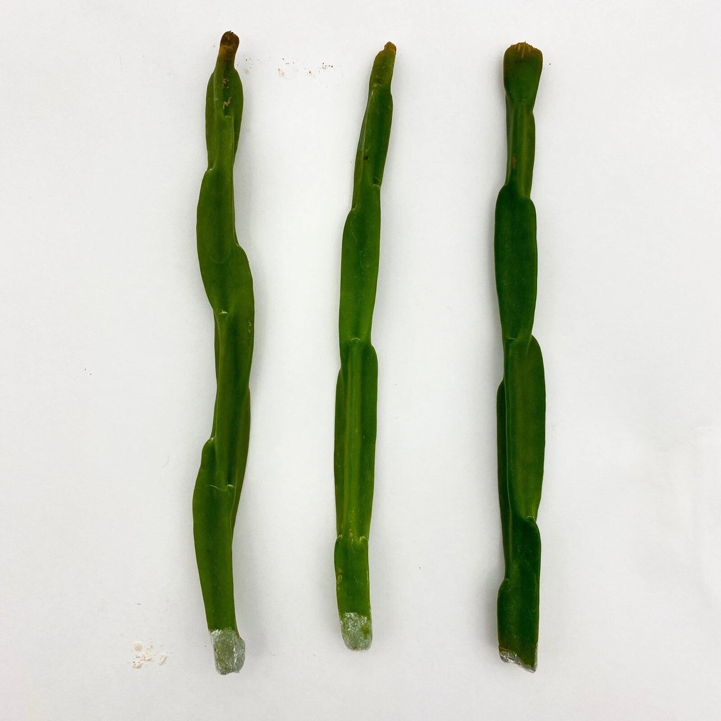Rhipsalis paradoxa Cuttings - Tropical Cactus Variety - Easy Care Indoor Plant
